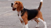比格犬,忠诚与活力的完美结合